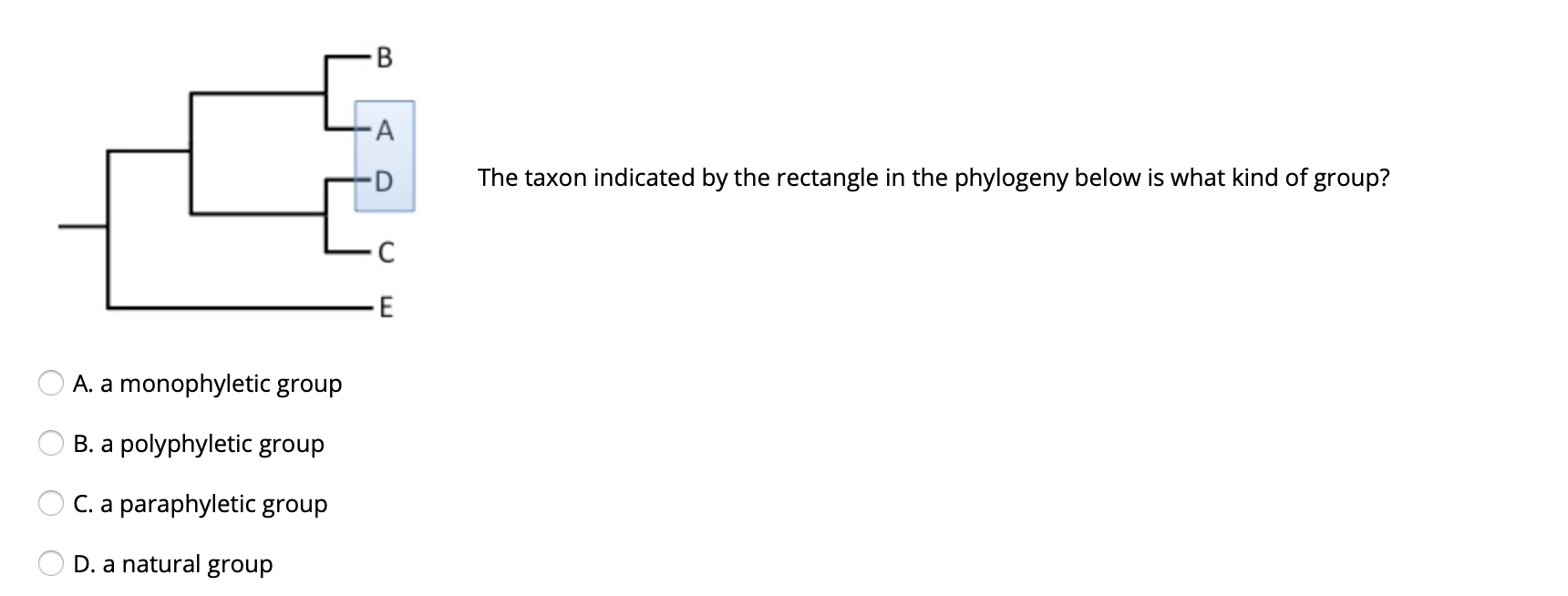 Solved B A D The taxon indicated by the rectangle in the | Chegg.com