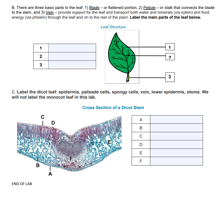Solved Growth ring Vascular ray Heartwood xylem damage | Chegg.com