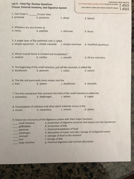 Fetal Pig Digestive System Quiz