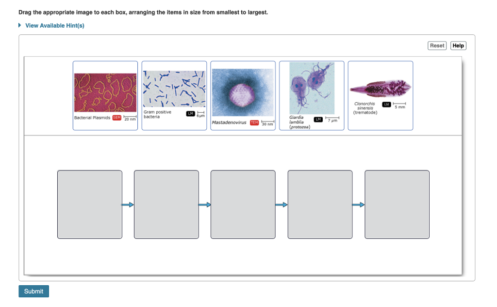 Solved Drag the appropriate image to each box, arranging the | Chegg.com