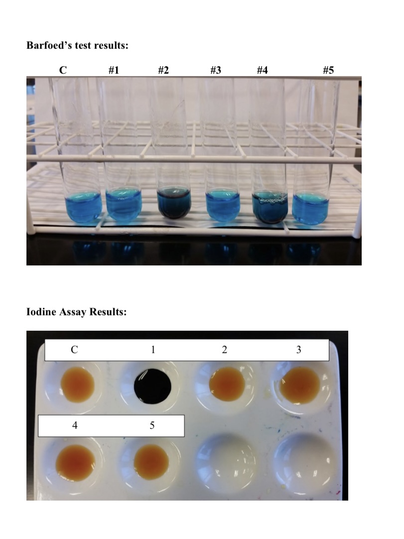 Solved Barfoed's test results Iodine Assay