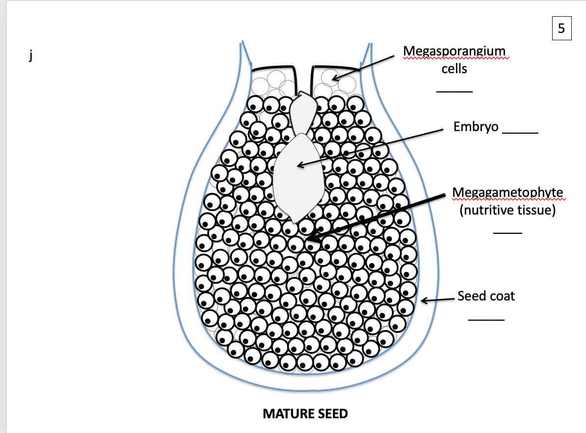 Solved 1 Megaspore mother cell Megasporangium cells | Chegg.com