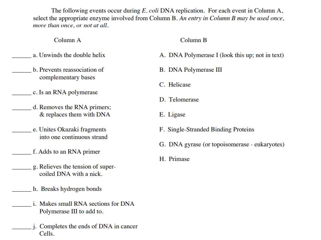 Solved The following events occur during E. coli DNA | Chegg.com