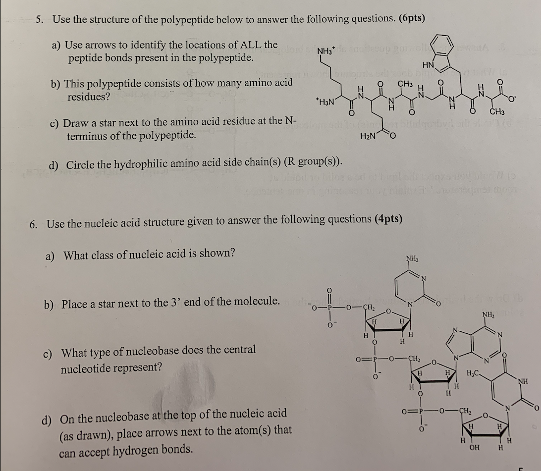 Solved 5. Use The Structure Of The Polypeptide Below To | Chegg.com