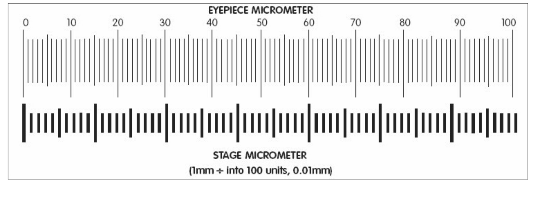 [Solved]: STAGE MICROMETER (mm ( + ) into 100 units,