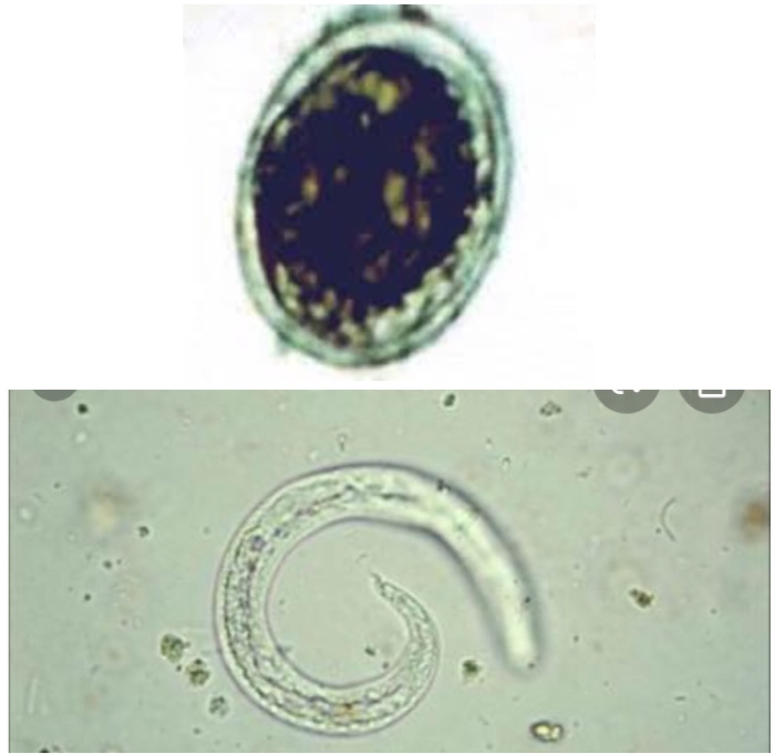 aelurostrongylus abstrusus egg