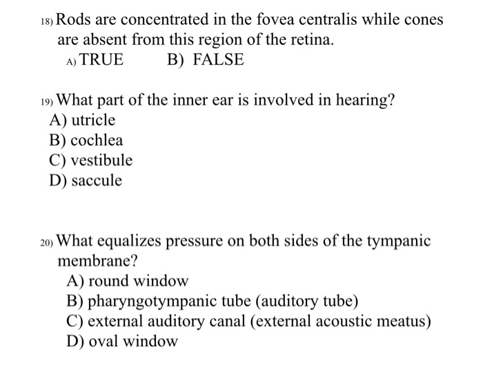 Solved 18) Rods are concentrated in the fovea centralis