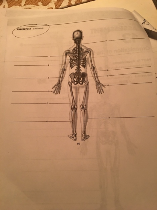 solved-13-3-how-are-these-structural-differences-related-to-chegg