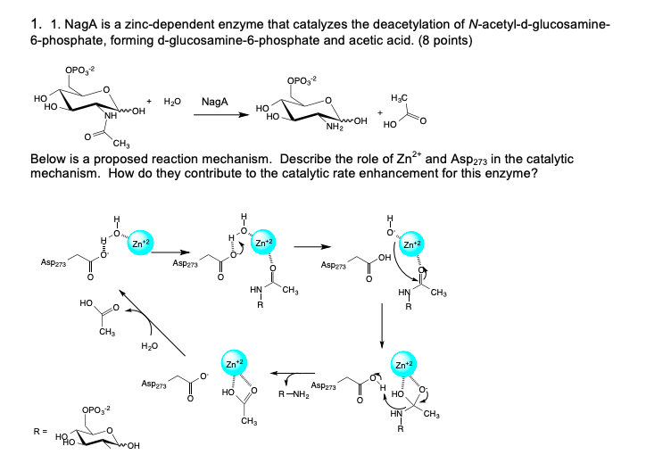 Solved 1. 1. NagA Is A Zinc-dependent Enzyme That Catalyzes | Chegg.com