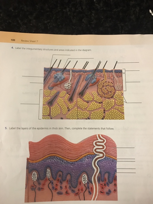 Solved 100 Review Sheet 7 4 Label the integumentary | Chegg.com