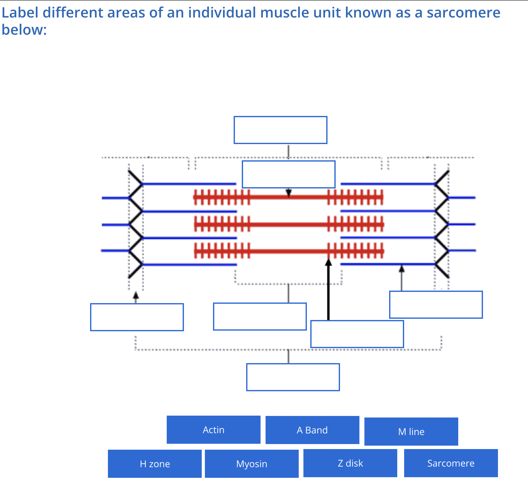 Sarcomere Structure Revealed: An Engaging Art Based Lesson - 7bul71y