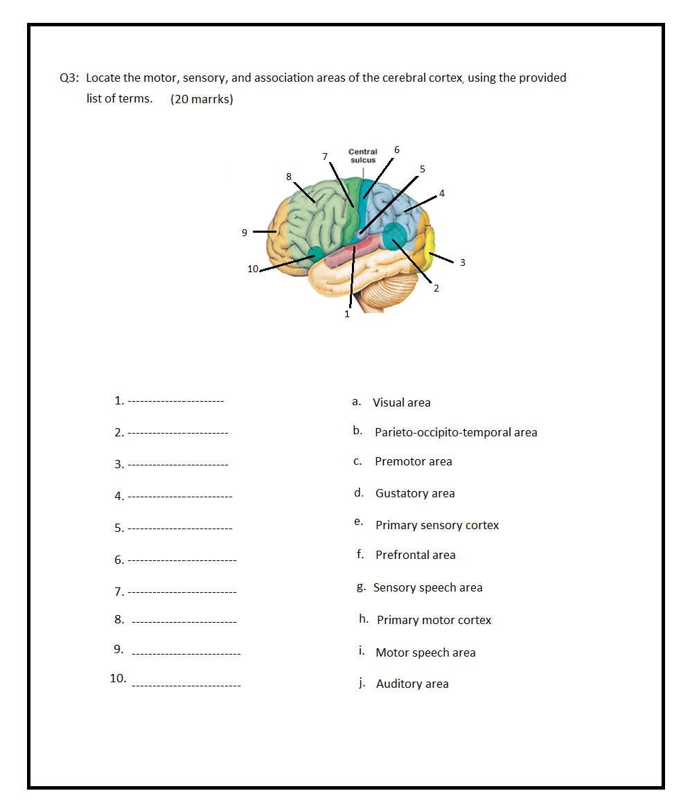 Solved Q3 Locate the motor, sensory, and association areas
