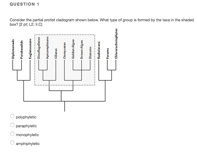 Solved QUESTION 1 Consider the partial protist cladogram | Chegg.com