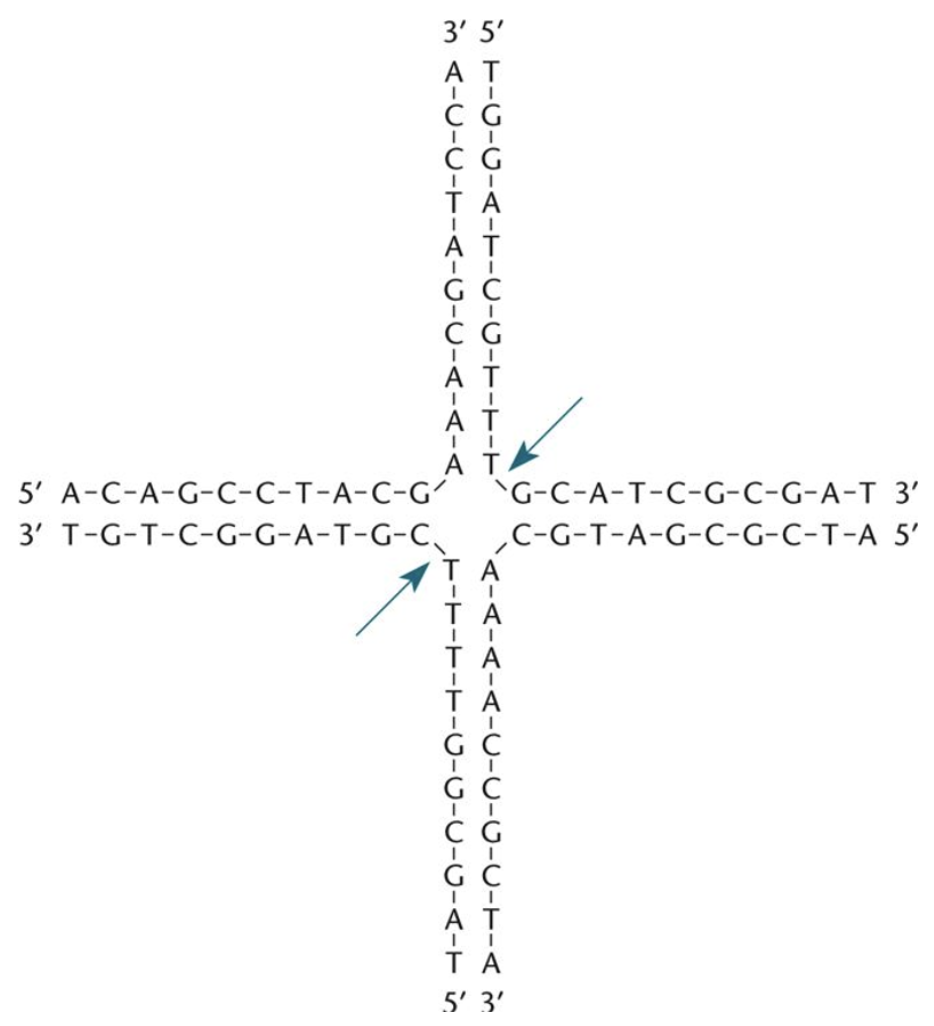 solved-below-shows-the-structure-of-a-synthetic-holliday-chegg