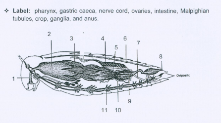 Label: pharynx, gastric caeca, nerve cord, ovaries, | Chegg.com