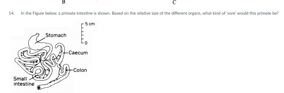 Solved B 14. In the Figure below, a primate intestine is | Chegg.com
