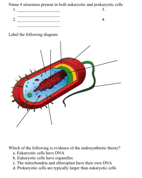 Digicollect Prokaryotic And Eukaryotic Cells Drawing