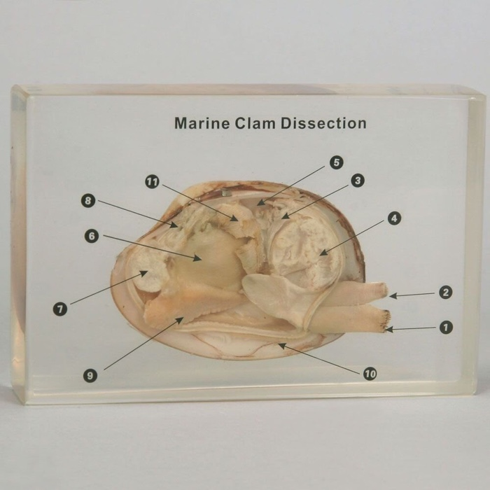 Solved Marine Clam Dissection 5 8 6 2 1 9 10