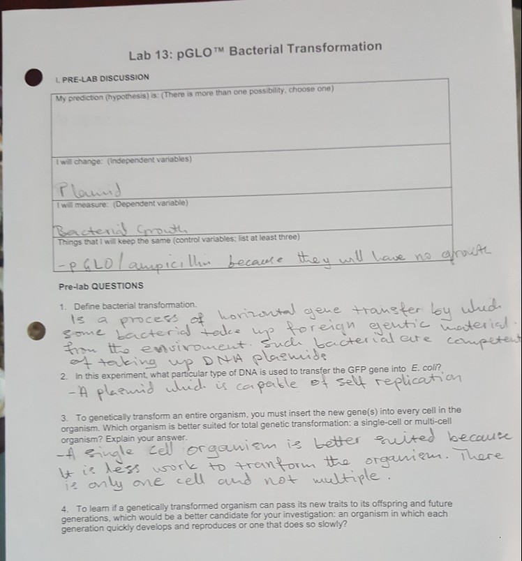 Bio 121 Lab 13 Pglo Bacterial Transformation I Ne Chegg Com