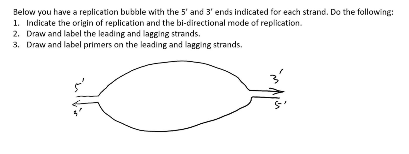 the following shows a transcription bubble identify... Solved Below you have a replication bubble with the 5' and | Chegg.com