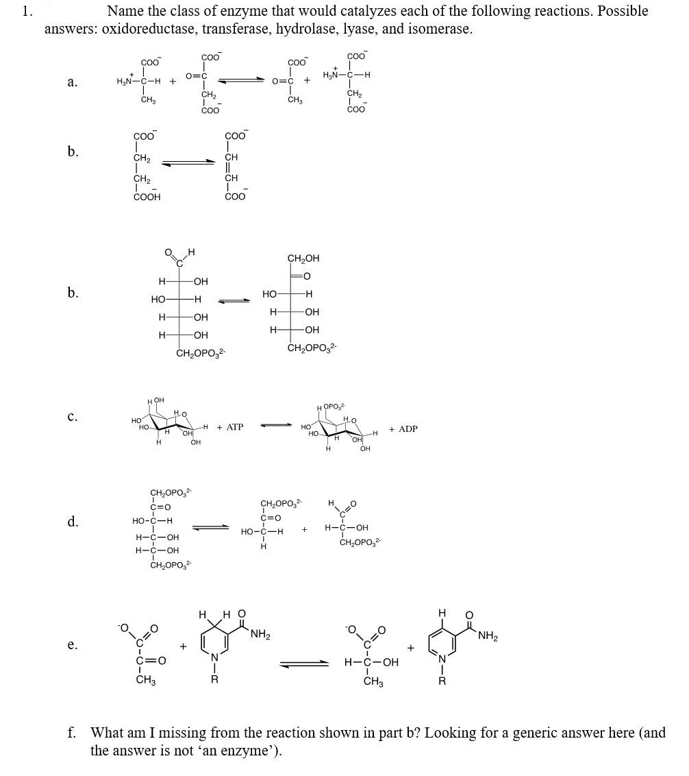 Solved 1. Name the class of enzyme that would catalyzes each | Chegg.com