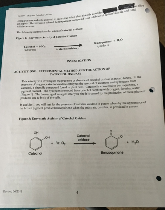 Solved ENZYMES: BIOLOGICAL CATALYSTS INTRODUCTION Of all the | Chegg.com
