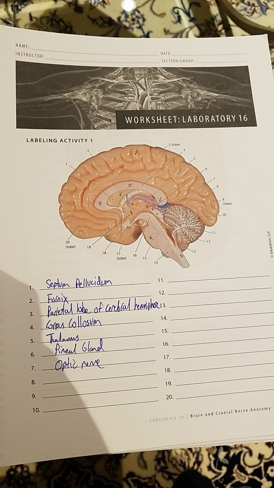 parts of the brain worksheet answers