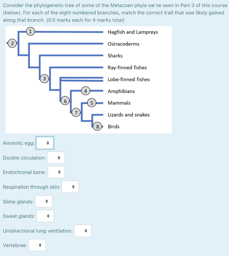 Solved Consider The Phylogenetic Tree Of Some Of The | Chegg.com