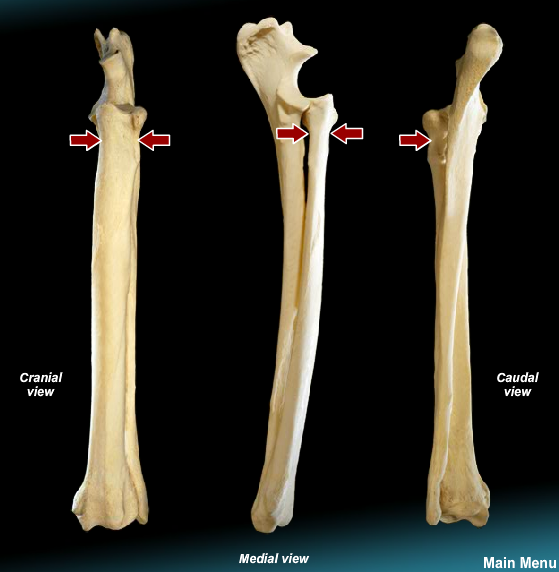 Radius Ulna Dog
