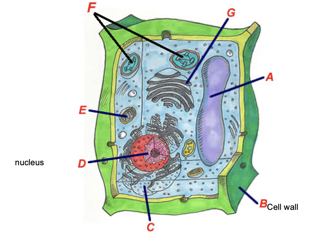 Solved nucleus | Chegg.com