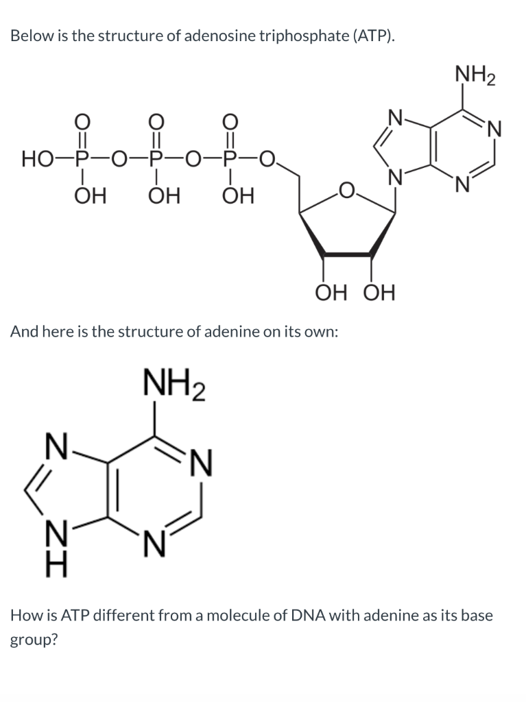 Match The Following Nitrogenous Bases To Their Chegg Com