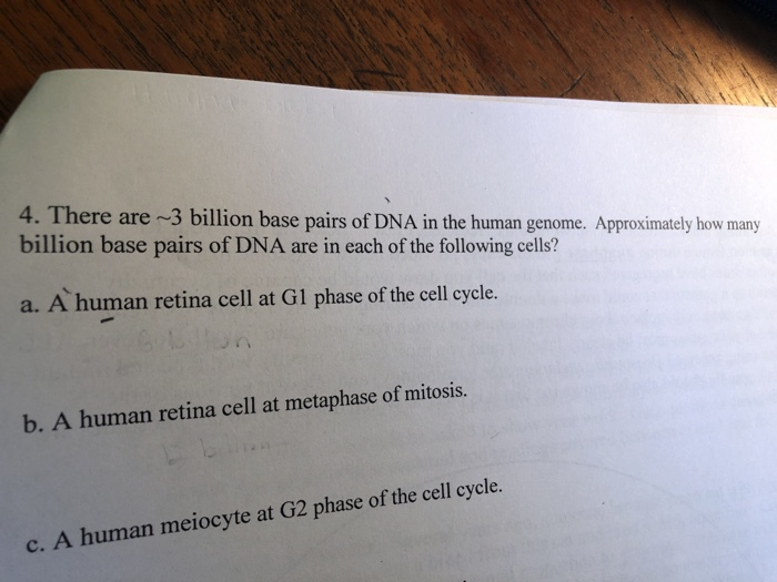 solved-4-there-are-3-billion-base-pairs-of-dna-in-the-human-chegg