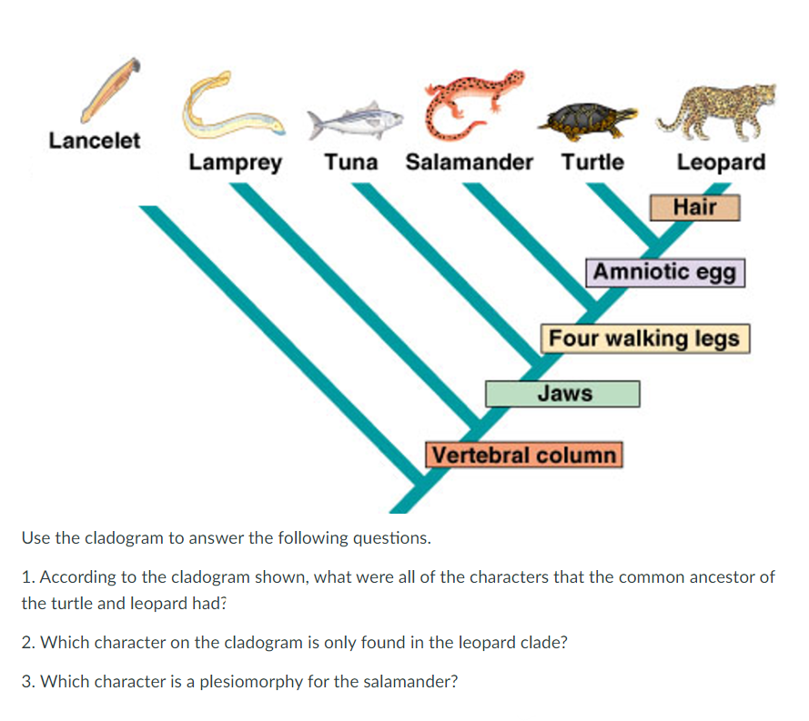 Solved Use the cladogram to answer the following questions. | Chegg.com