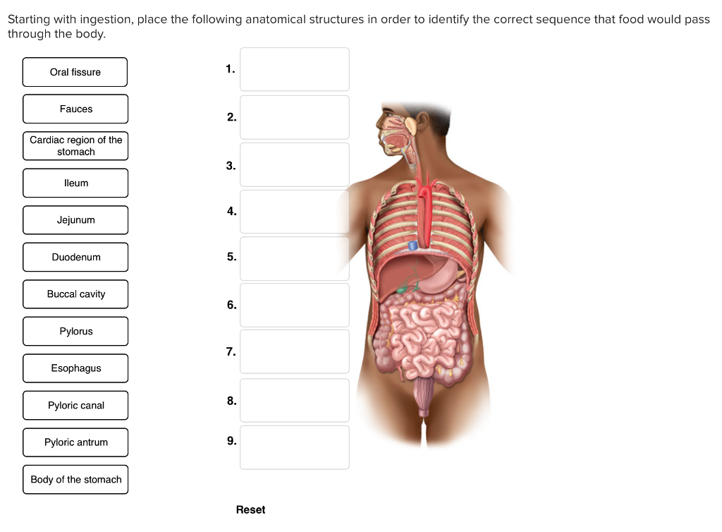 solved-starting-with-ingestion-place-the-following-chegg