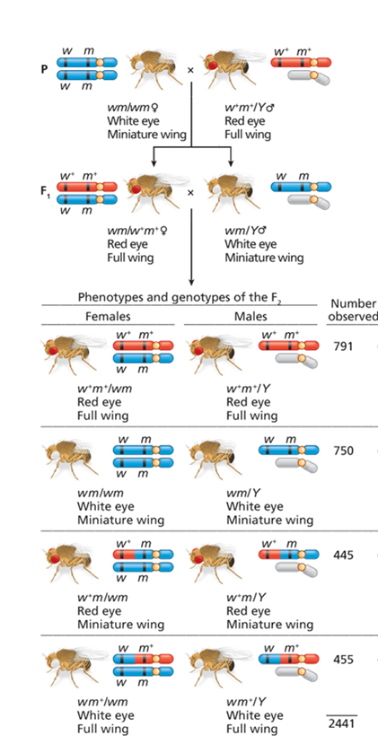 Solved The results for the F2 progeny are shown for a F1 | Chegg.com