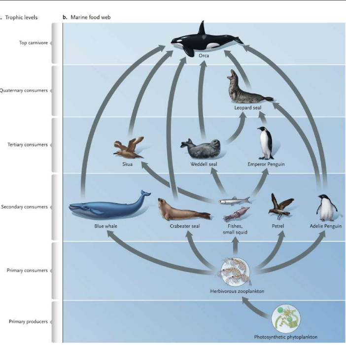 Solved ALL YOU NEED TO DO IS MAKE A FOOD WEB YOU DONT NEED | Chegg.com