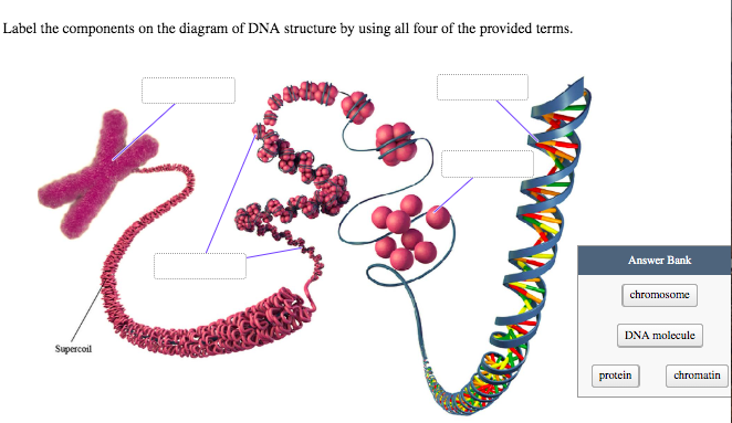 Solved Label the components on the diagram of DNA structure | Chegg.com