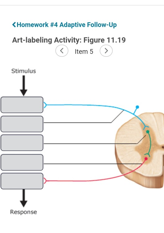 Solved: Stimulus Response | Chegg.com