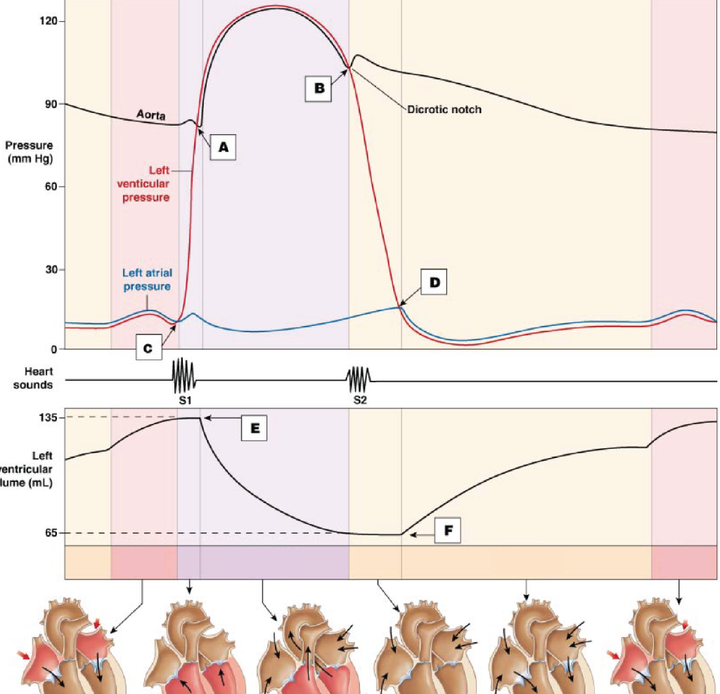 42 Drag The Labels Onto The Wiggers Diagram To Identify Specific Events During The Cardiac Cycle 5834