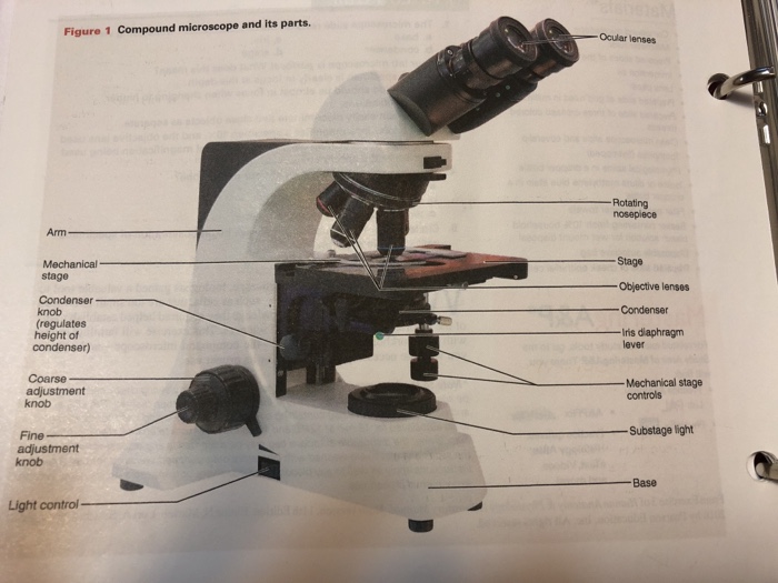 Exam 1 Microscope Flashcards Chegg Com