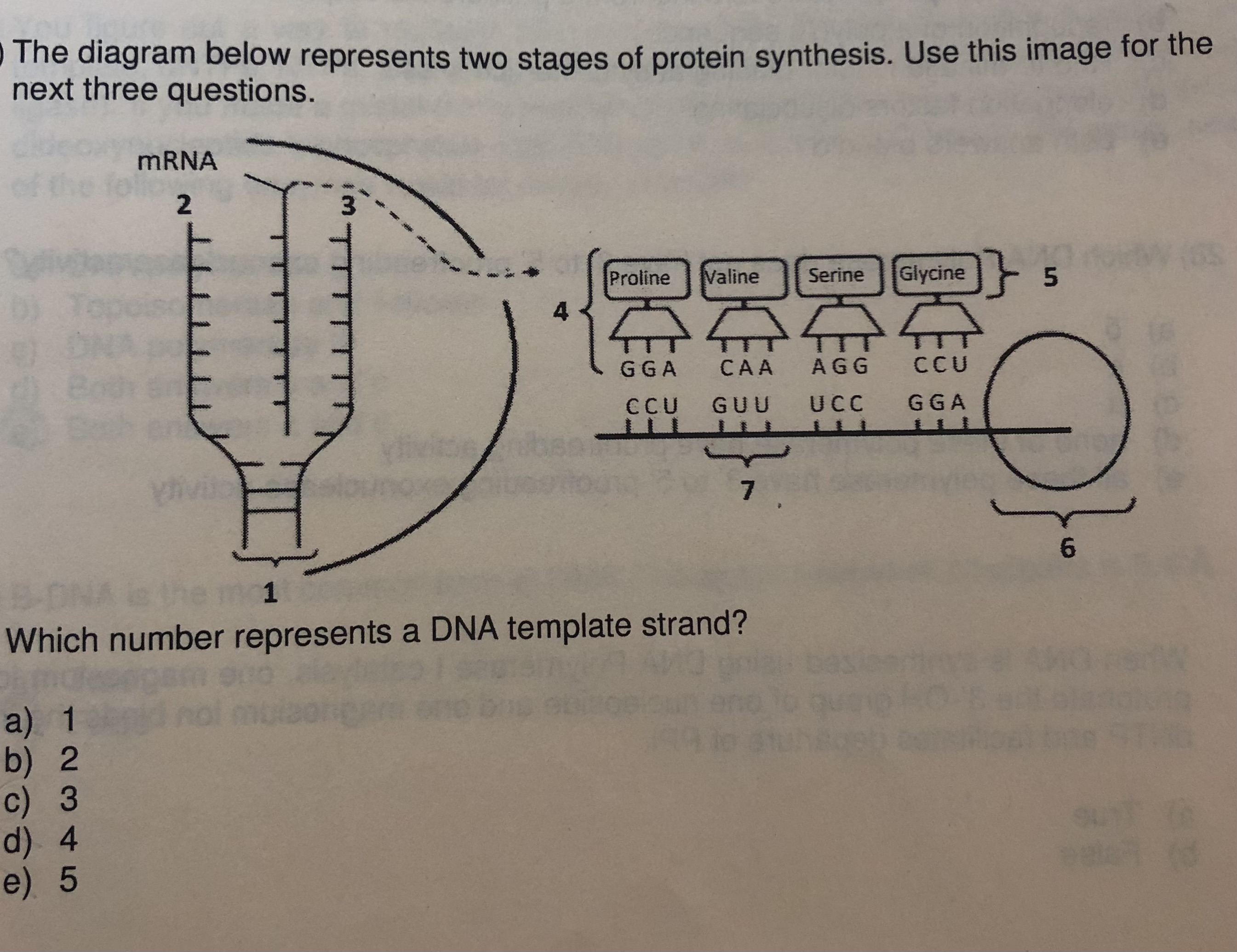 Solved The diagram below represents two stages of protein | Chegg.com