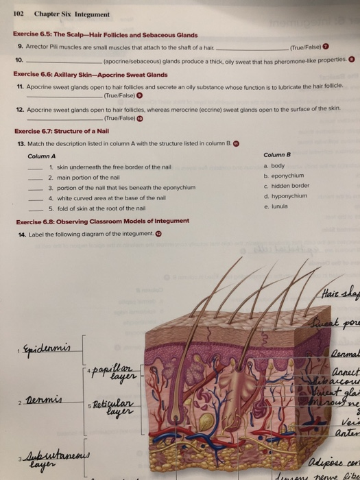 Solved Chapter 6 Integumentary Post laboratory Worksheet Chegg