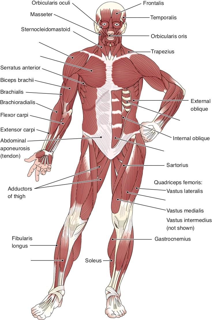 Solved 76. Labels deltoid intercostals pectoralis major