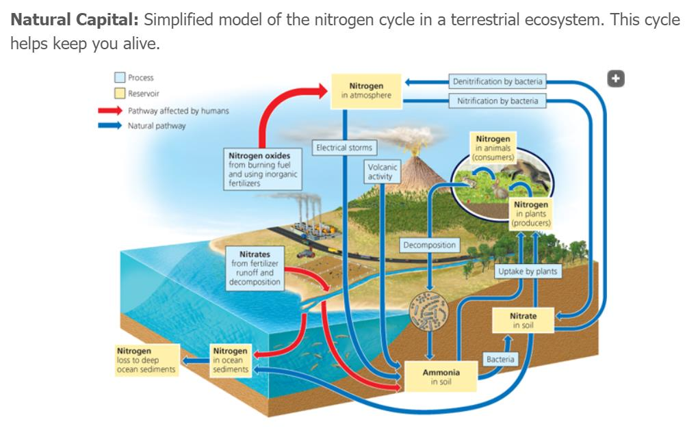 Solved Natural Capital: Simplified model of the nitrogen | Chegg.com