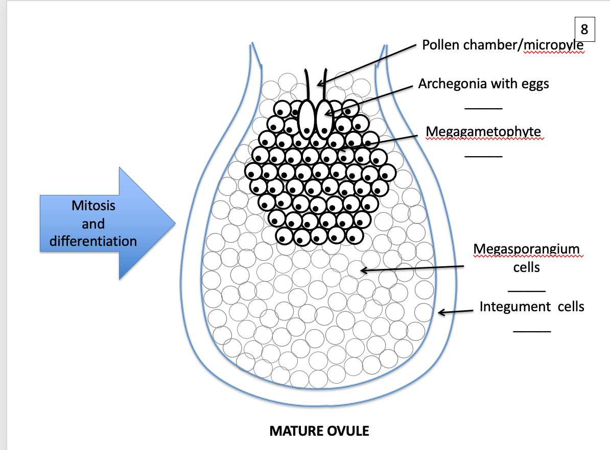 Solved 1 Megaspore mother cell Megasporangium cells | Chegg.com