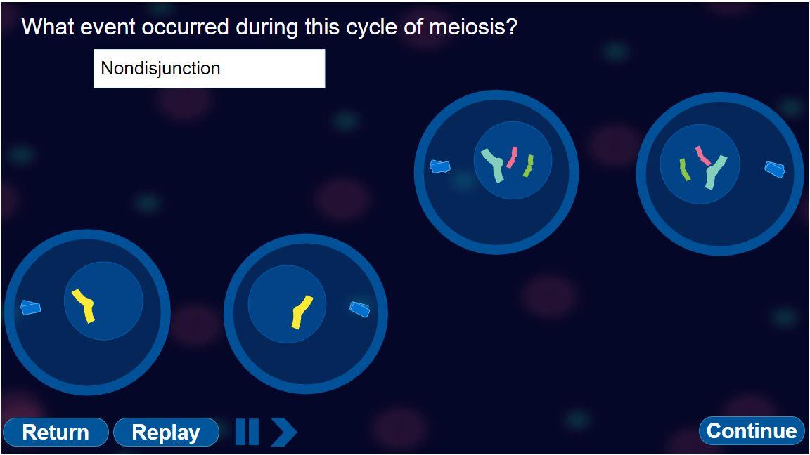 What event occurred during this cycle of meiosis?
Nondisjunction