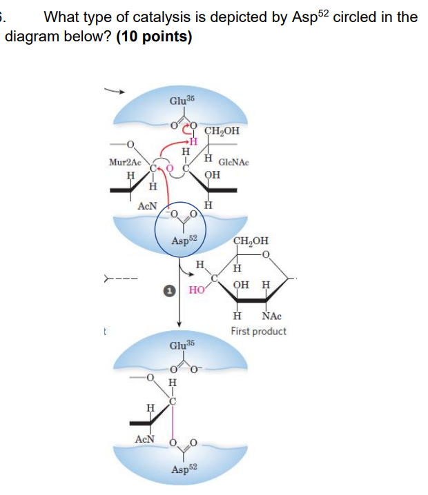 Solved . What type of catalysis is depicted by Asp52 circled | Chegg.com