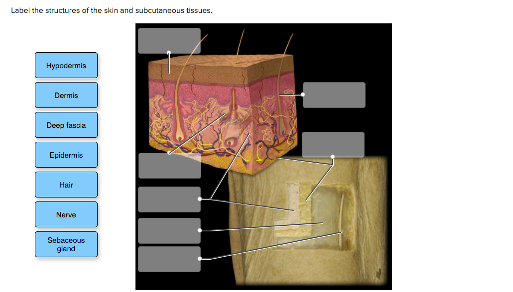 structure of hypodermis