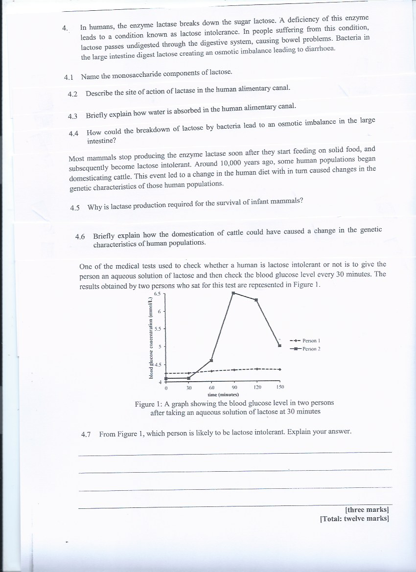 Solved 4. In humans, the enzyme lactase breaks down the