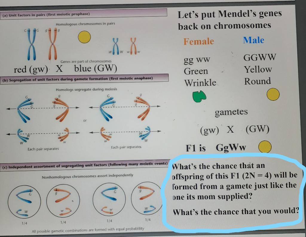 Solved (a) Unit factors in pairs (first meiotic prophase) | Chegg.com
